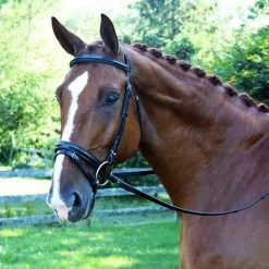 KL Select Black Oak Juniper Dressage Bridle