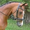 KL Select Black Oak Magnolia Dressage Bridle