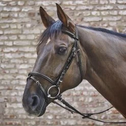 Waldhausen Star Basic Bridle