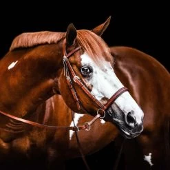 Dr. Cook Bitless Bridle Western Leather Headstall