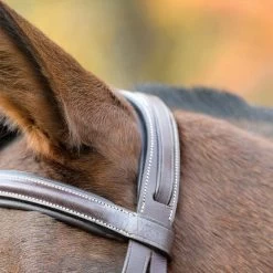 Shires Avignon Nashville Bridle -Equestrian Supplies S50000C 2