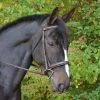KL Select Black Oak Cyprus Bridle 2 KL Select Black Oak Cyprus Bridle -Equestrian Supplies cyprus