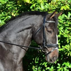 KL Select Black Oak Larkspur Dressage Bridle